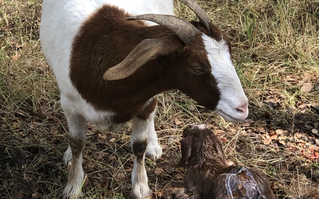 Goat Herd Feasts on Underbrush in Oak Creek Commons Woods